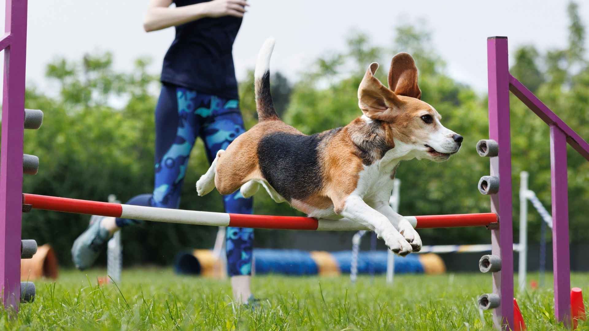 Perro hace agility